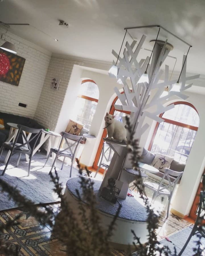 Solo Cat Cafe